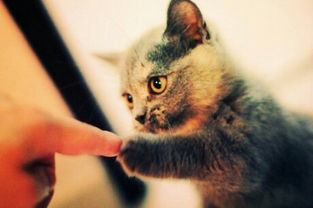 天啦撸！为了养宠，日本人每年要花费“巨额”！钱包在哭泣