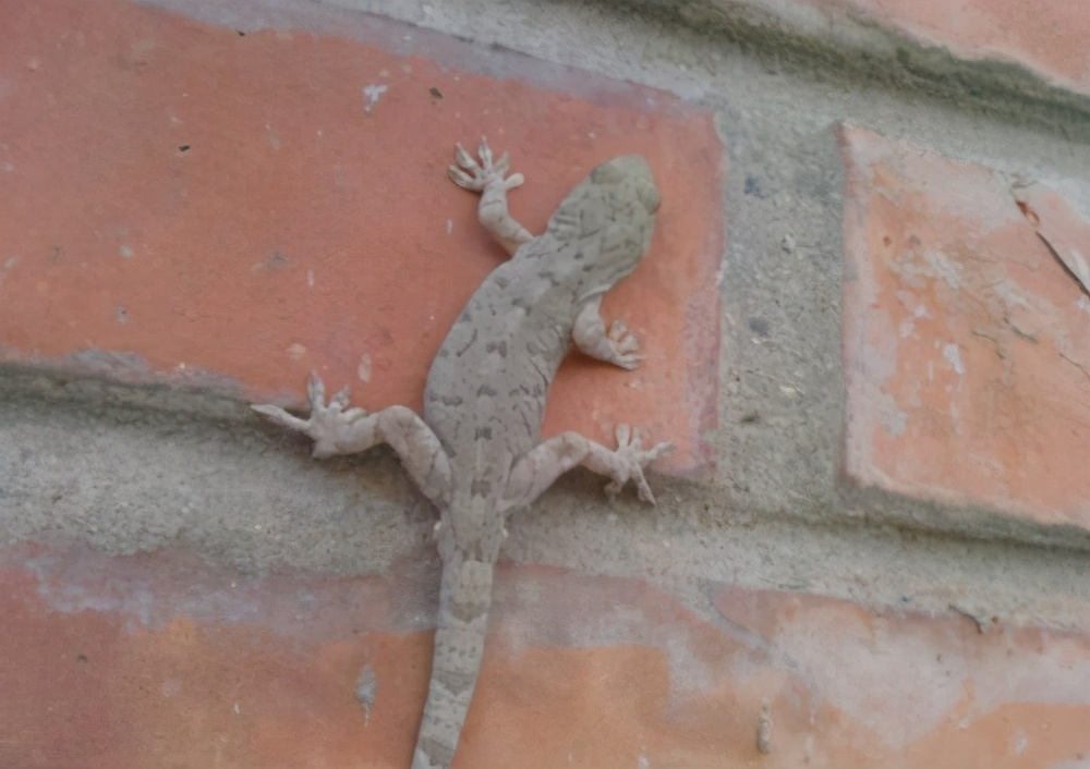 壁虎对晚期癌症有什么用吗,壁虎能解癌毒吗