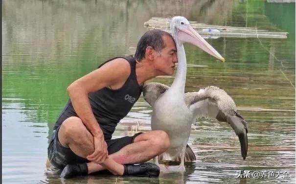 自家水库里养龙鱼，原来龙鱼和魟鱼还能这么养？