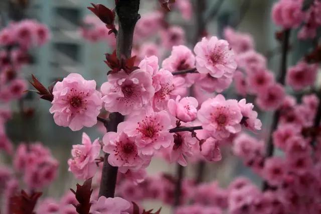 茶花是我国的十大名花吗,中国十大名花图片及花语