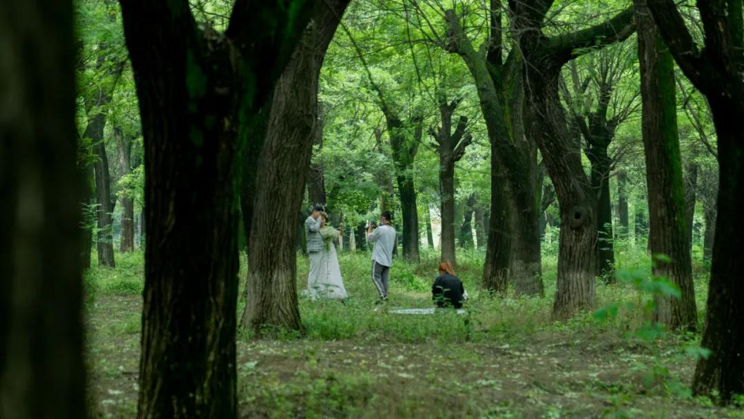 西安花海小森林,西安周边适合郊游野餐的地方