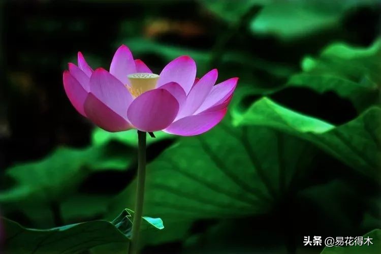 佛教的五树六花指的是什么,佛教五树六花是哪些植物