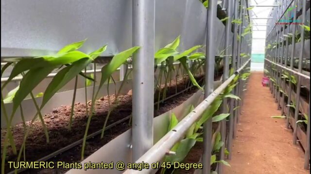 野姜黄种植技术视频,姜黄种植技术及亩收益