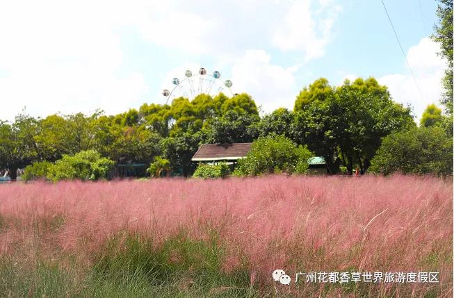 广州公园大片花海,广州哪个地铁站附近有花海