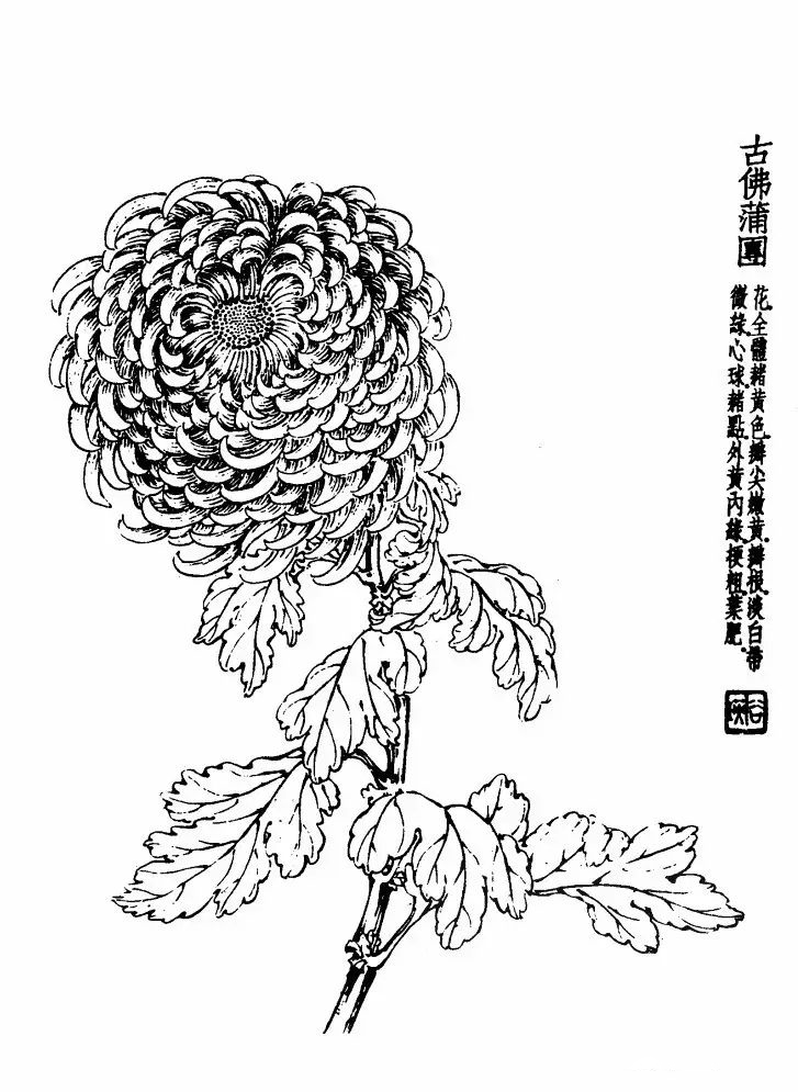 菊花白描基础花瓣的画法,白描菊花用笔