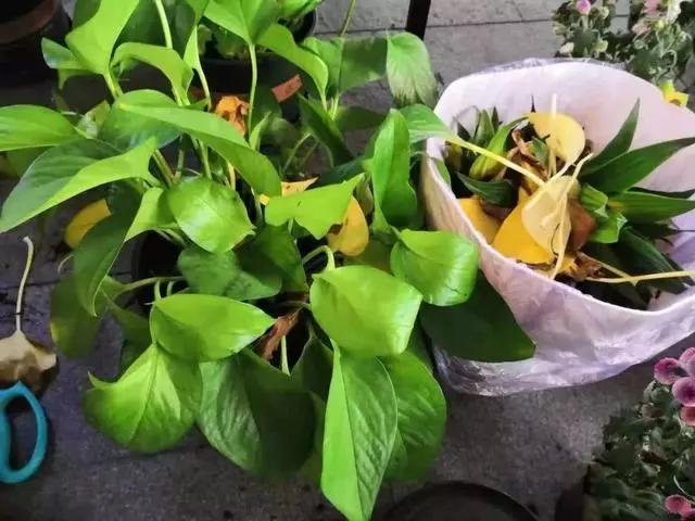 什么花可以放在卧室净化空气,什么花放在卧室可以净化空气