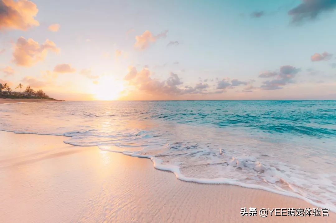 观赏鱼用的螺旋藻,螺旋藻与观赏鱼