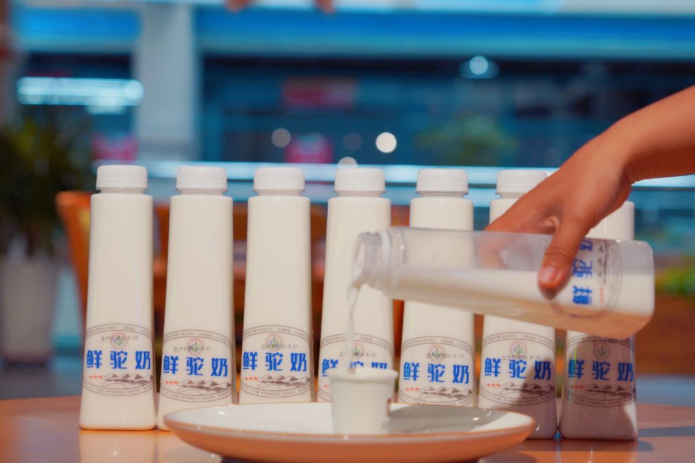 她是滔滔千里黄河的宠儿，阴山之下、河套之上的掌上明珠