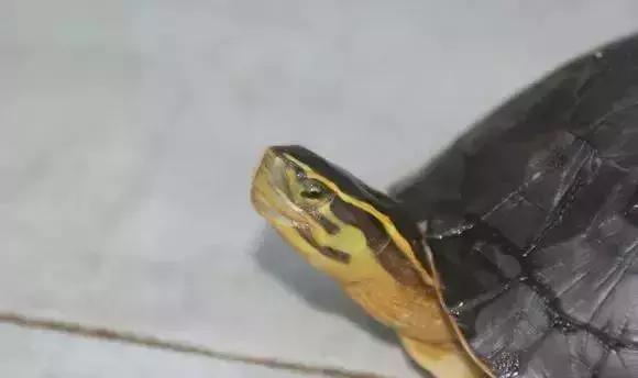 三线闭壳龟和潘氏闭壳龟区别,金头闭壳龟和三线闭壳龟同池