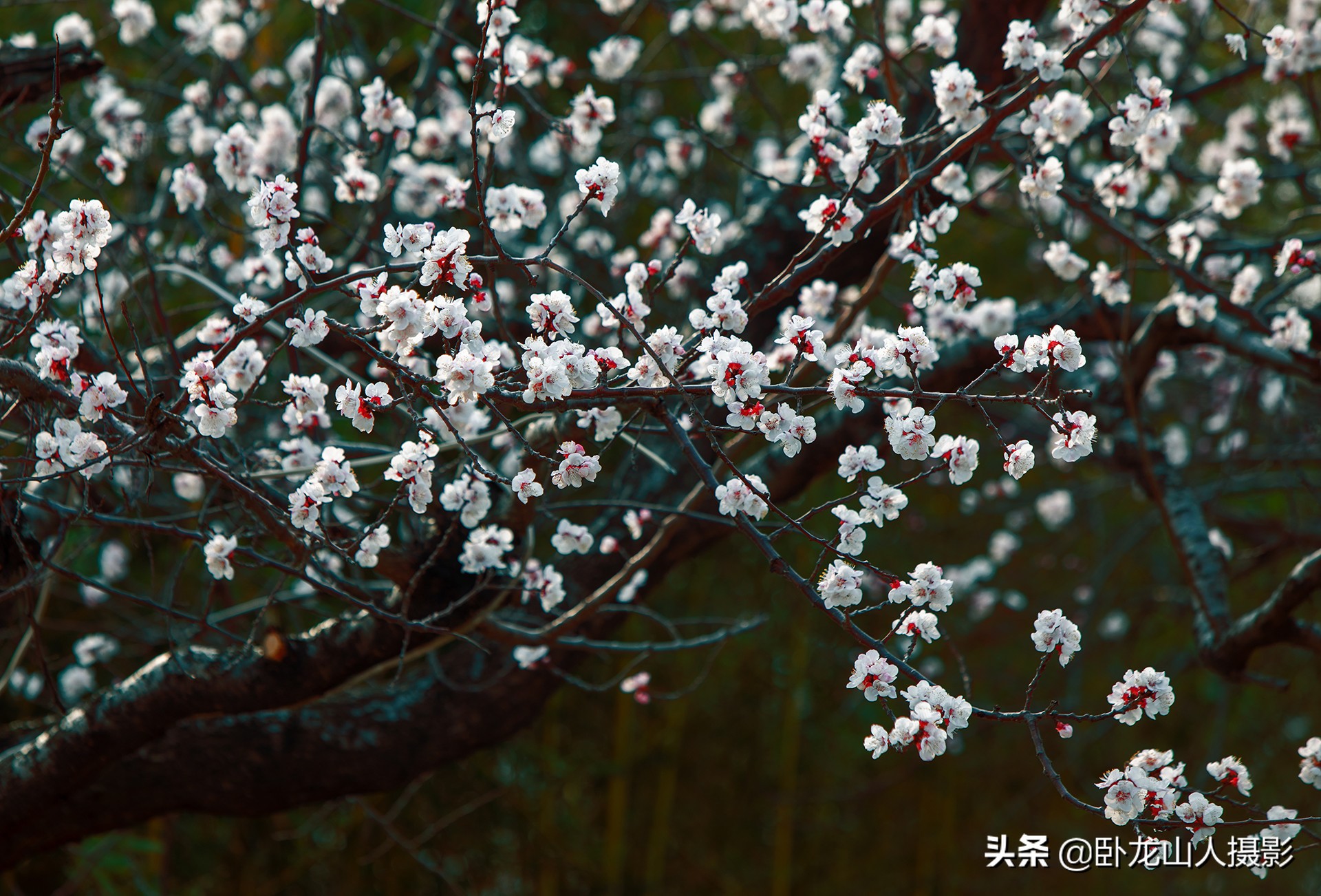 红花初绽雪花繁，重叠高低满小园。古诗配杏花
