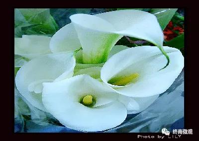 日本国花是什么花啊,全世界各国的国花是什么花