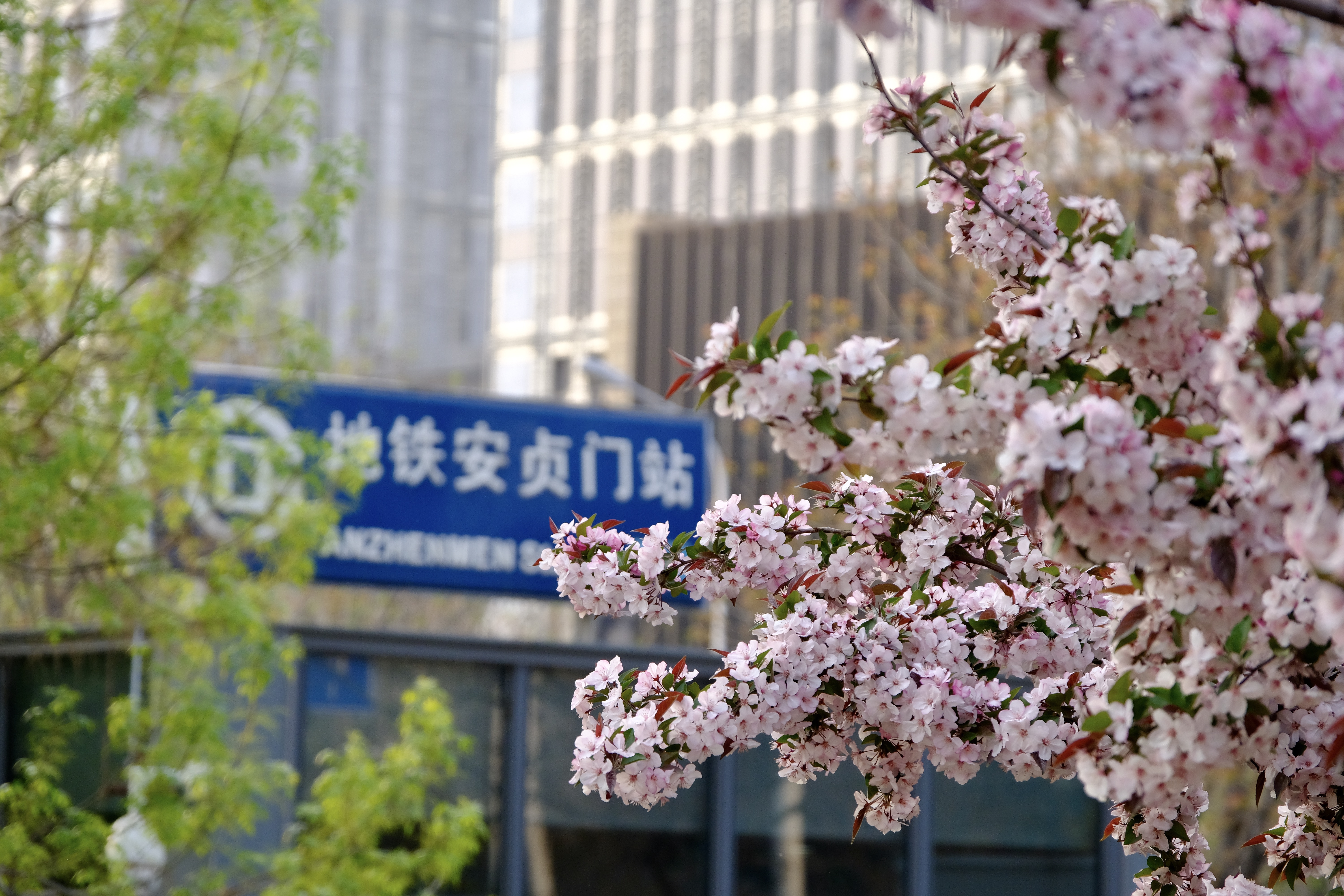 开往地铁上的春天,开往春天的地铁邂逅京城的花开
