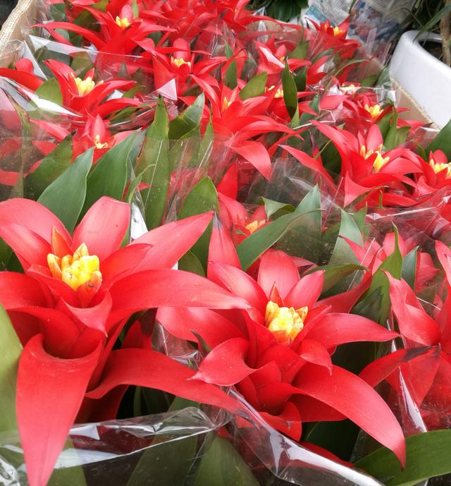 开业送什么植物花卉盆栽,店开业送什么盆栽植物大气