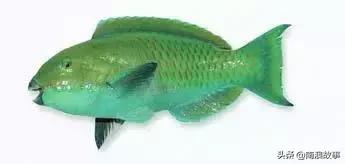 潮汕热销海鲜品种,潮汕常见的海鲜大全