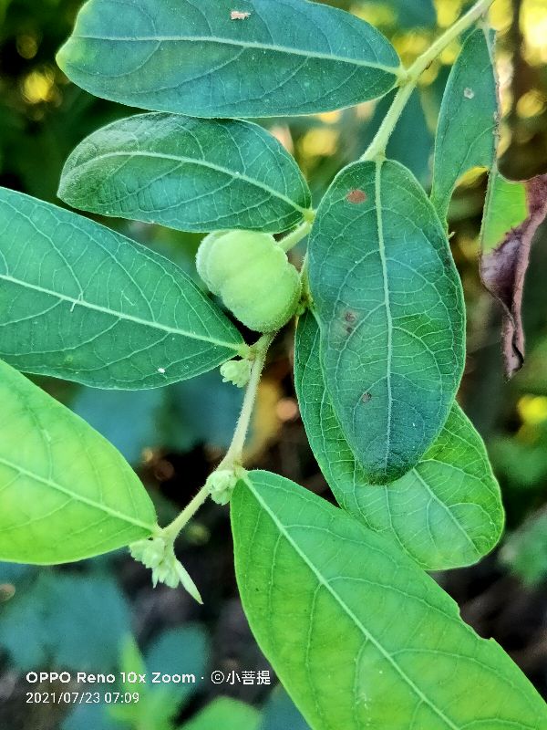 算盘子植物介绍,算盘子属于什么类型植物