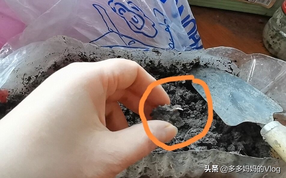 用没熟的小番茄种小番茄,用新鲜番茄的时候可以种植番茄吗