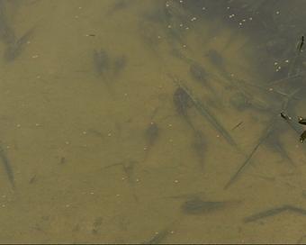 呱呱~石潭有个“青蛙王子”，每天都与500万只青蛙玩耍！