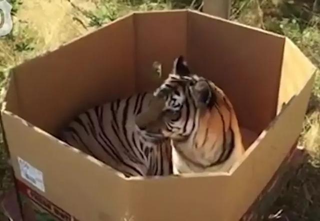 “液体”做的猫究竟可以拉多长？得知真相后，网友纷纷直言：变态