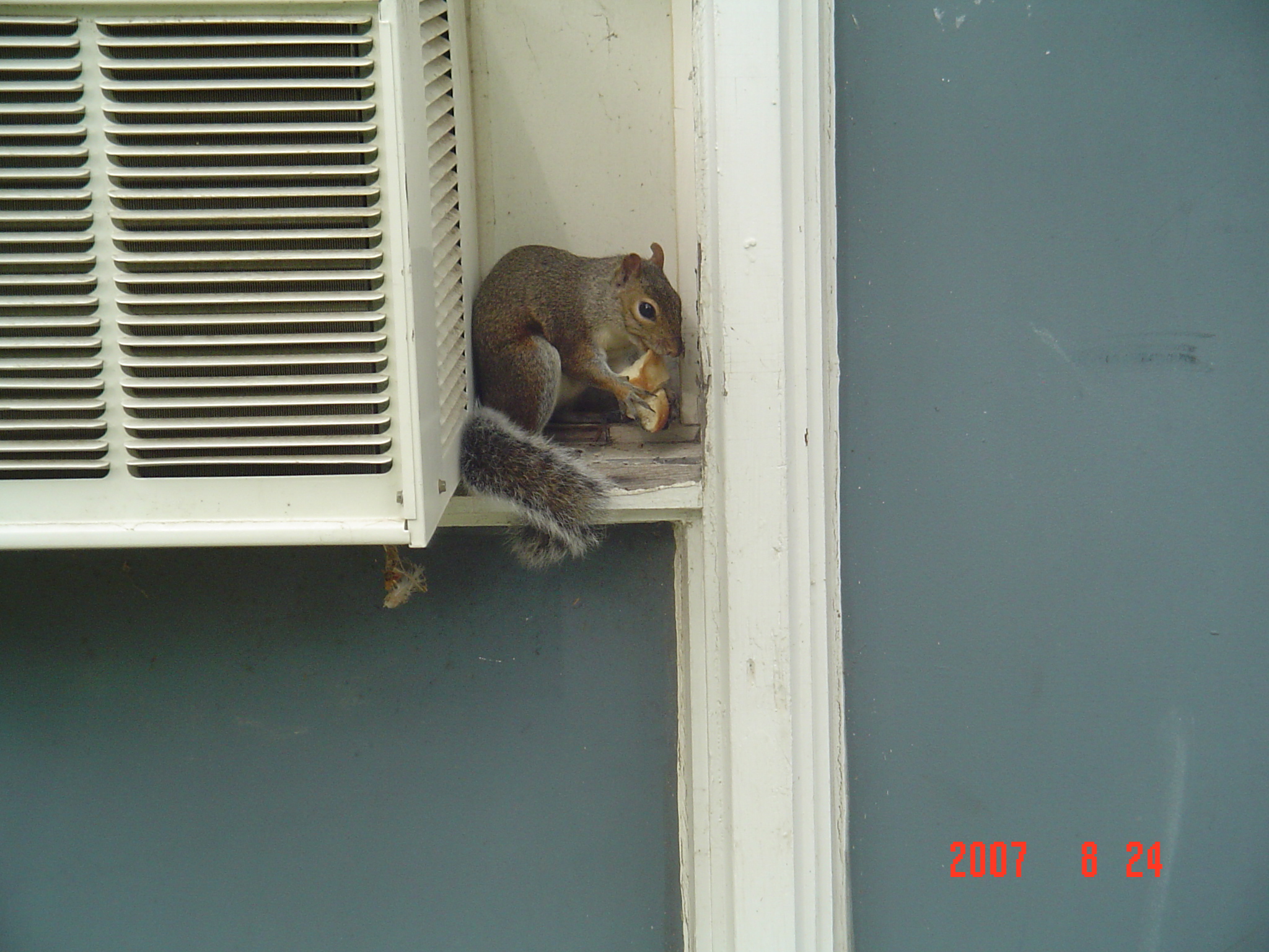 我的“大尾巴”，你在异国他乡还好吗？