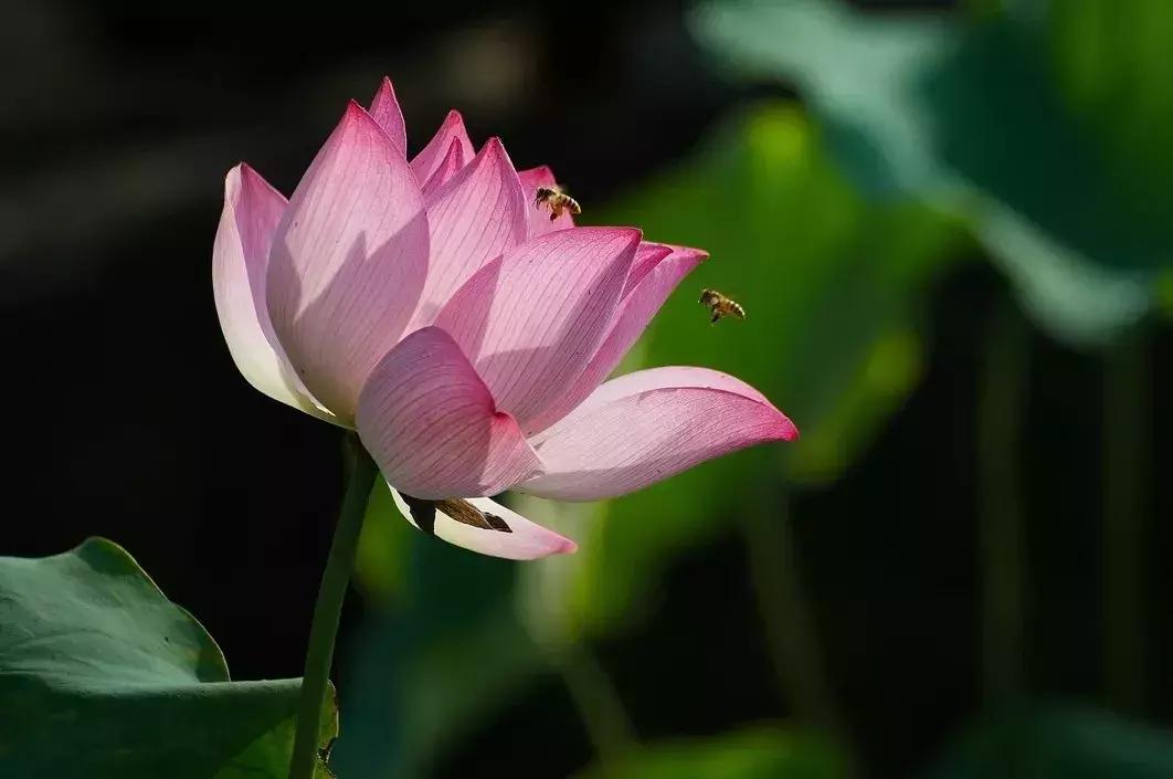 又到一年赏荷季又见荷花,广州莲花山荷花