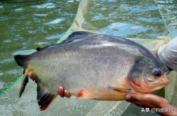 食人鱼怎么钓效果最好,钓食人鱼最佳方法是什么