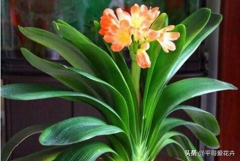 夏季给君子兰浇水的正确方法,夏天养护君子兰浇什么水最正确的