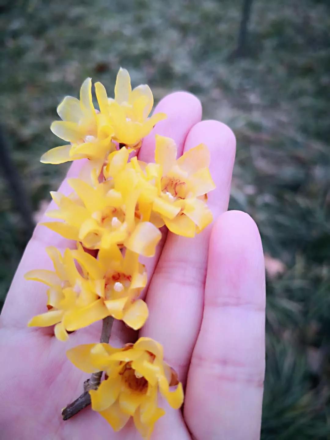 腊梅花开得正艳,腊梅满园盛开香气扑鼻