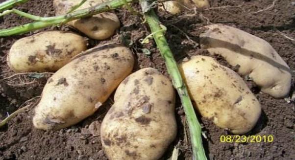 四子王旗土豆最新价格,四子王旗目前土豆多少钱一斤