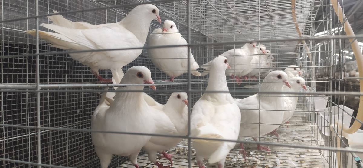 利辛县胡集镇：小鸽子“飞出”大产业放飞乡村致富梦