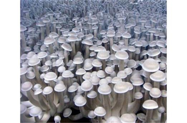 鹿茸菇干菇工厂化包装,河南鹿茸菇工厂化种植