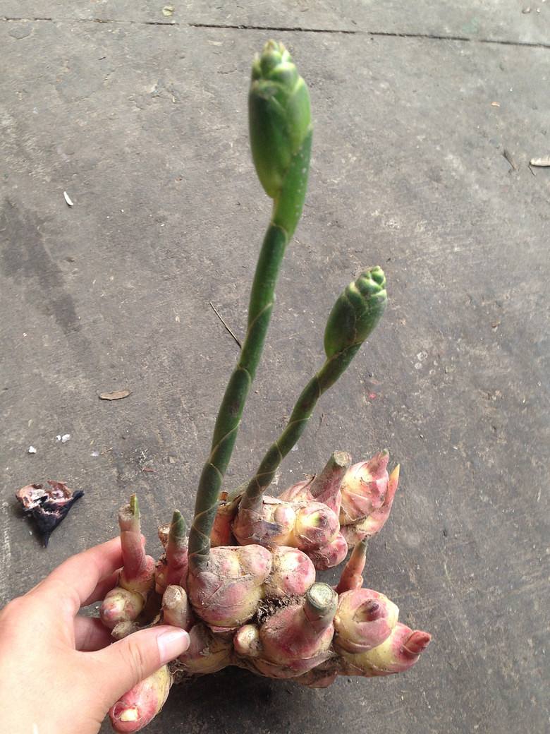 生姜发芽了种在土里多久可以长大,市场买的生姜直接埋土里会发芽吗