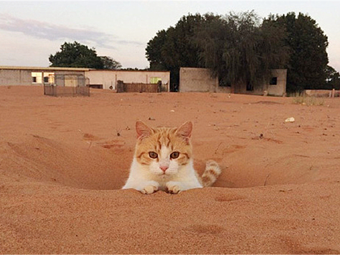 橘猫被铲屎官收养后秒变睡神,流浪橘猫被铲屎官收养后秒变睡神