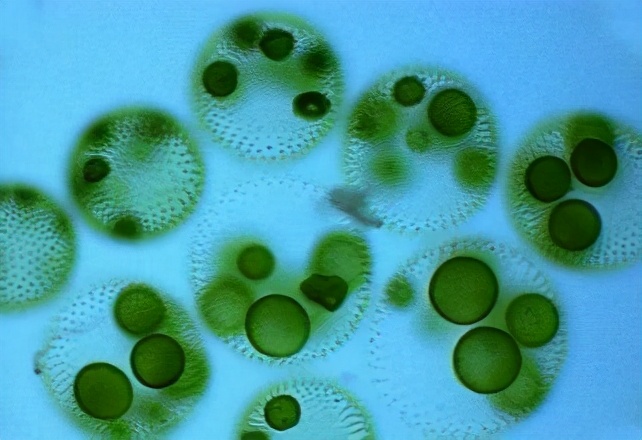 二十一亿年前蓝藻化石,寒武纪蓝藻化石