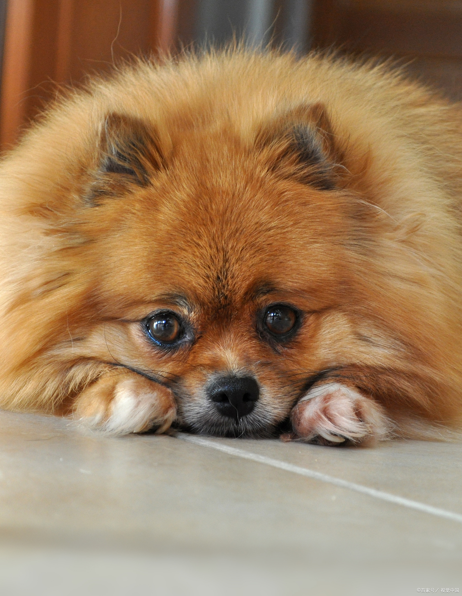 博美吃什么狗粮划算,博美吃什么狗粮经济实惠