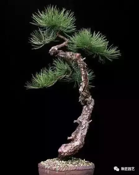 泰山松文人盆景,山松盆景100幅欣赏