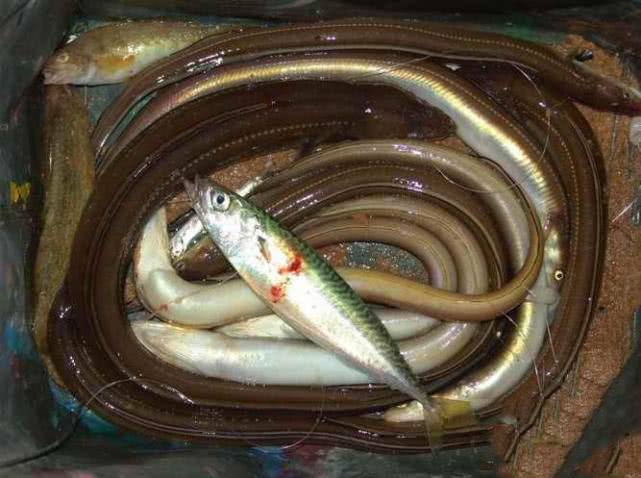夜钓海鳗用什么饵,夜钓海鳗用沙蚕
