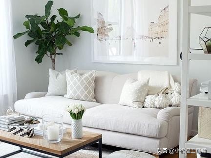 适合孕妇的室内绿植,家里有孕妇房间适合养什么植物