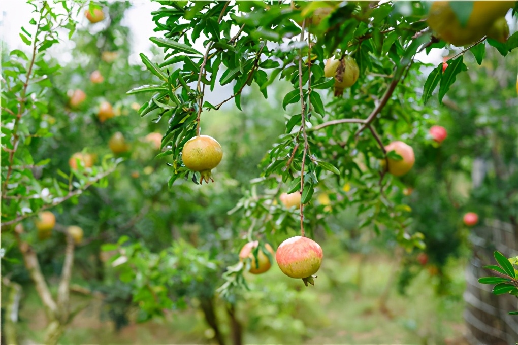 直径5公分高杆软籽石榴树苗价格,二年嫁接软籽石榴树苗多少钱一棵