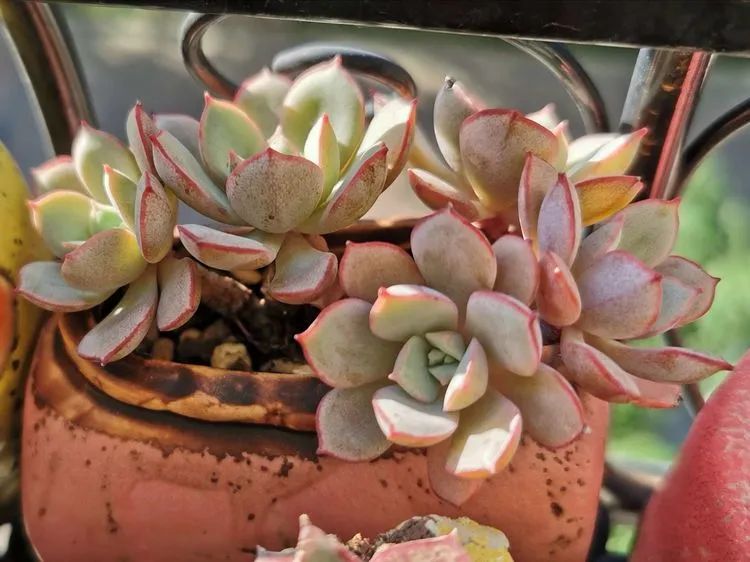 人生就像养多肉一样,人生如同养多肉时间不会怠慢