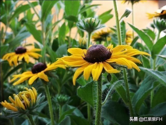 黑心金光菊和全缘金光菊的区别,黑心金光菊的观赏特性和园林用途