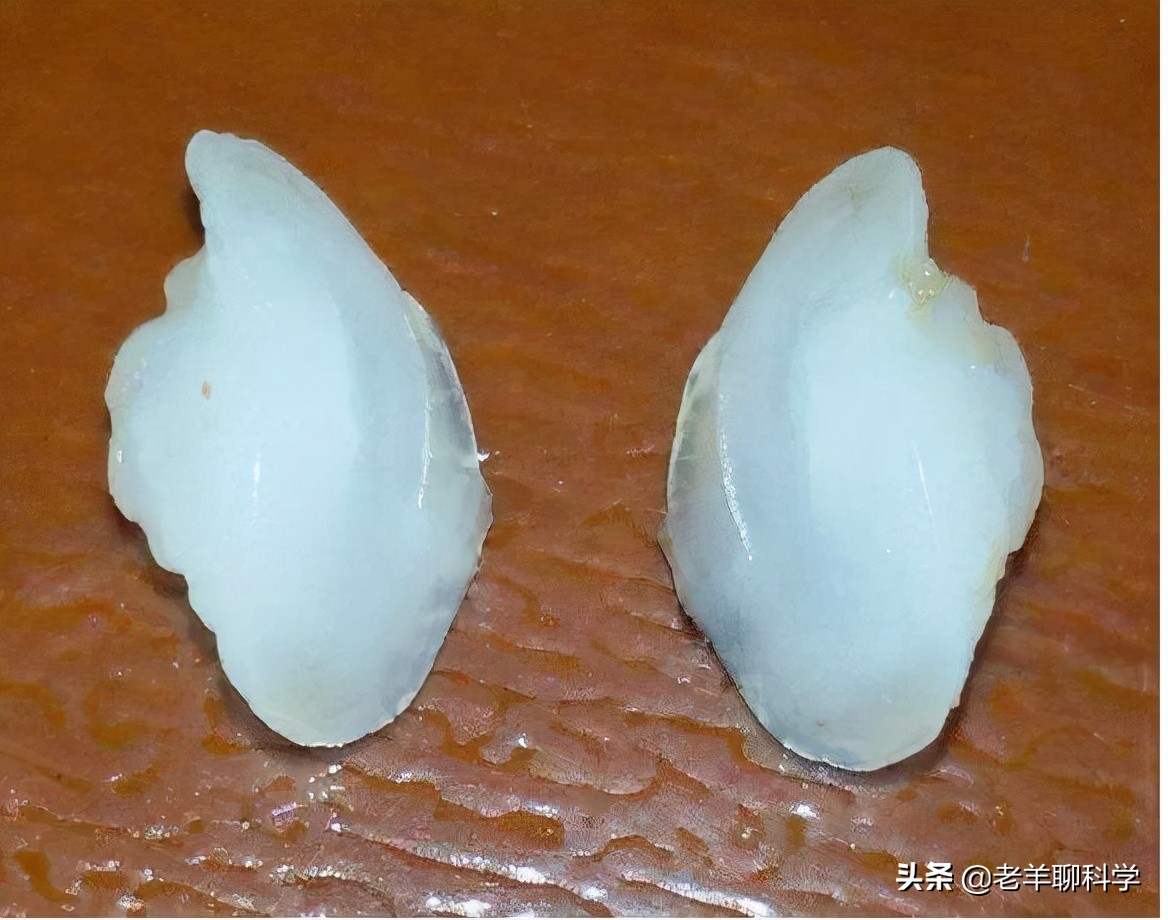 中国大黄鱼灭绝之路,东海400万尾大黄鱼放流东海