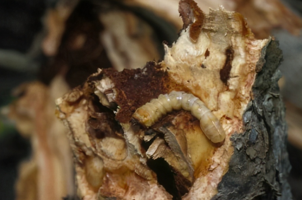 华东地区常见蛀干害虫识别与防治,法桐双齿长蠹钻蛀害虫的防治方法