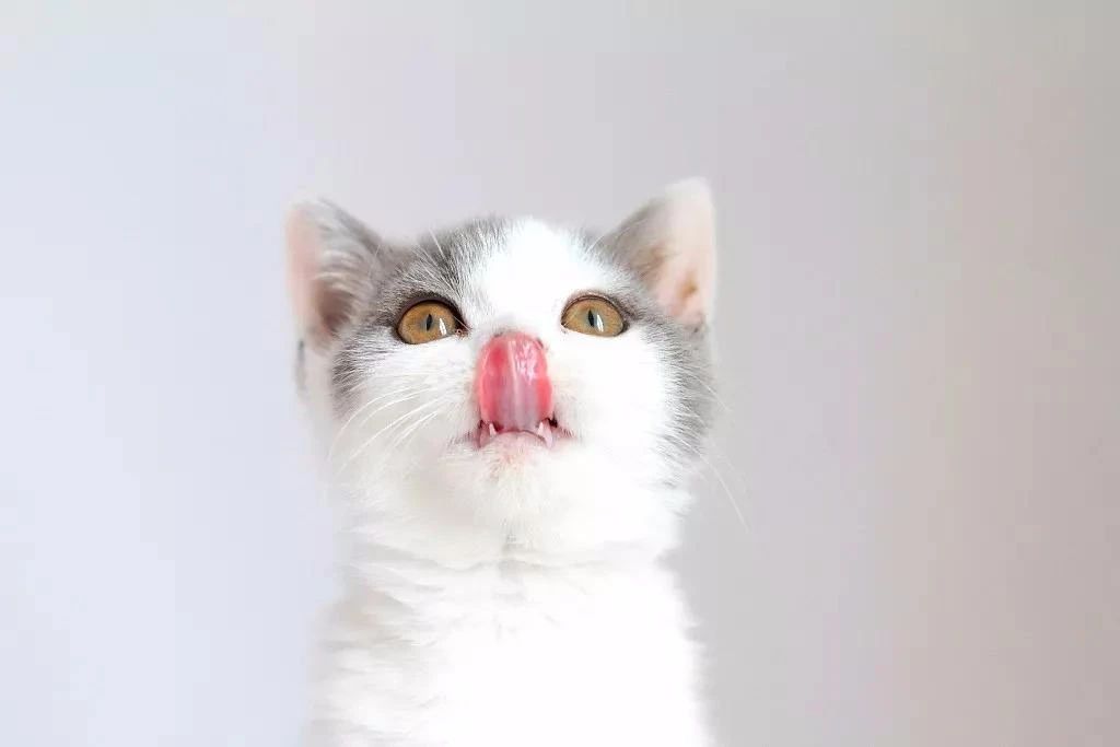 猫中暑怎么预防,猫中暑怎么缓解