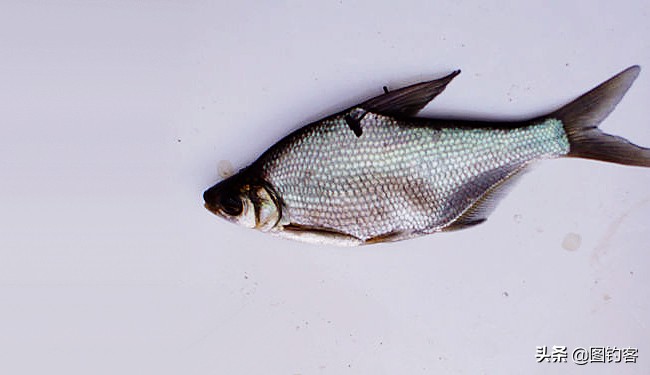 金沙江上游的江鱼有哪些,金沙江上游都有哪些鱼种