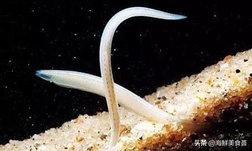 100种不同名字的海鲜,10种常见海鲜大全