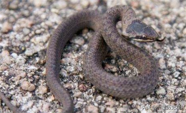 端午节五毒代表什么意思,端午节驱五毒是指哪五毒