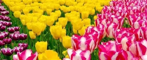 广东郁金香种植时间,郁金香水培种球种植方法