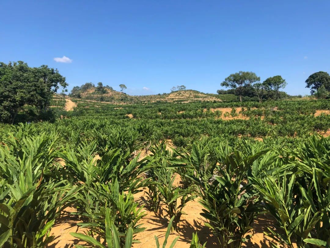 顺和园南姜种植,顺和园南姜种植合作社