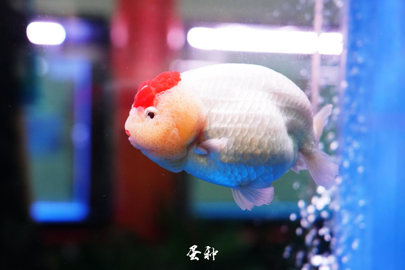 金鱼有哪几个品种,金鱼分哪些品种都长什么样