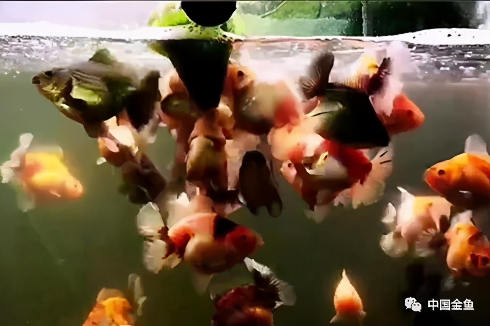 鱼苗一个月后怎么饲养,兰寿鱼苗如何催苗